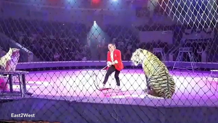 Brutal tiger fight breaks out at circus in front of hundreds of children  and parents - World News - Mirror Online