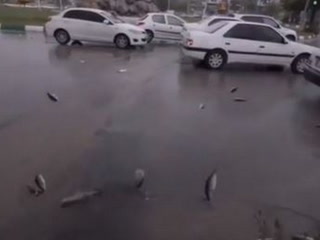Captan extraña lluvia de peces en ciudad de Irán