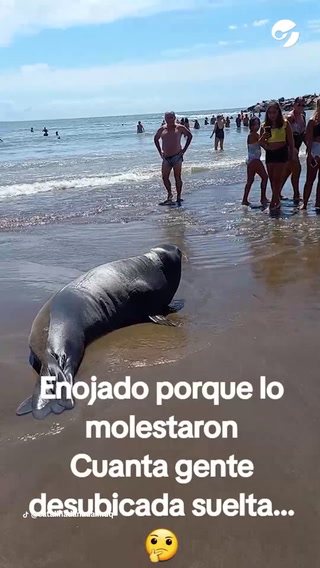 Un lobo marino quiso atacar a un turista en Mar del Plata