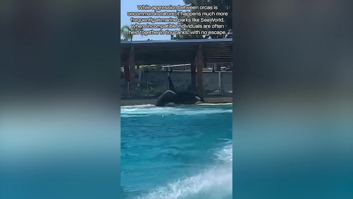 SeaWorld: Orca has chunks torn from body as tank mates attack it