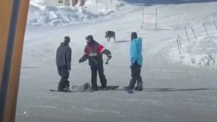 Wild boar attacks snowboarders on slopes in Japan
