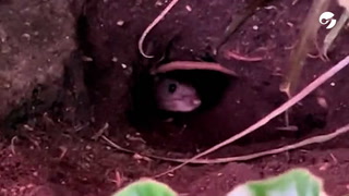 Impactantes videos que aparecen en redes de la invasión de ratas en Nueva York