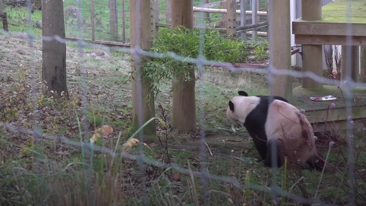 Zoo visitors say final farewell to pandas ahead of return to China