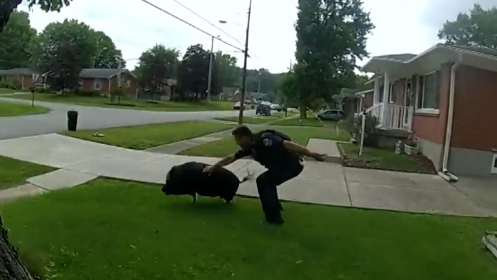 Louisville police forced to chase escaped pig down street