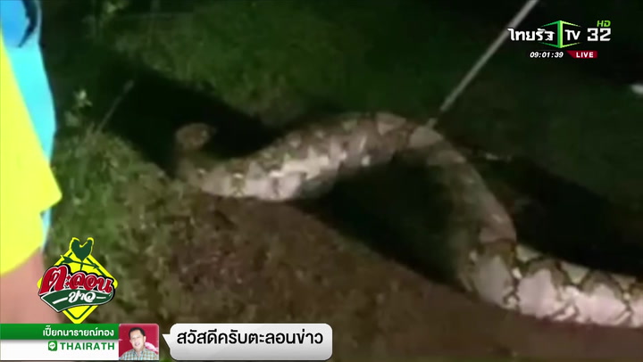 กู้ภัยจับงูเหลือมเขมือบลูกหมู