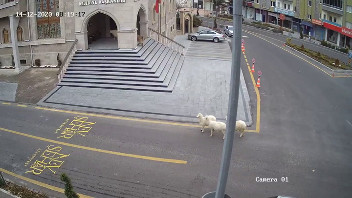 Una cabra, una oveja y tres corderos en una calle de Turquía