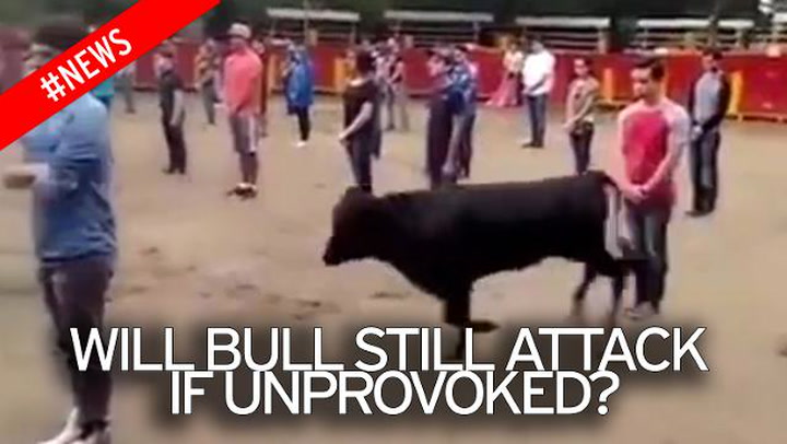 Will a bull still attack if it isn #39 t provoked? See beast #39 s reaction