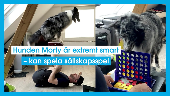 Hunden Morty är extremt smart – kan spela sällskapsspel