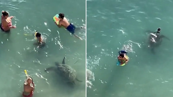Turtle approaches unsuspecting family swimming in Hawaii shallows