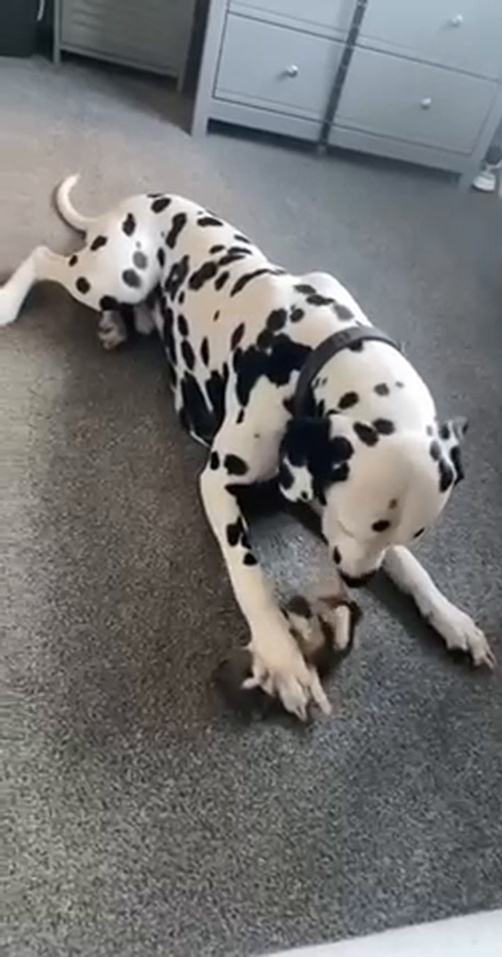 Dalmatian adopts newborn kittens without mum