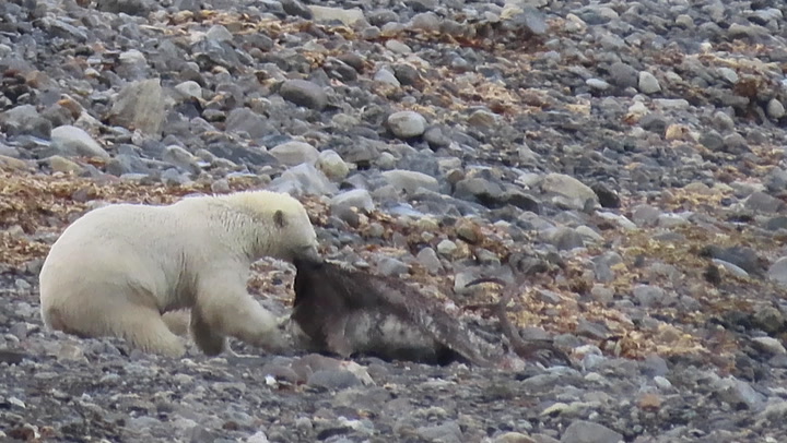 Rare footage captures polar bear dragging dead deer ashore after drowning it