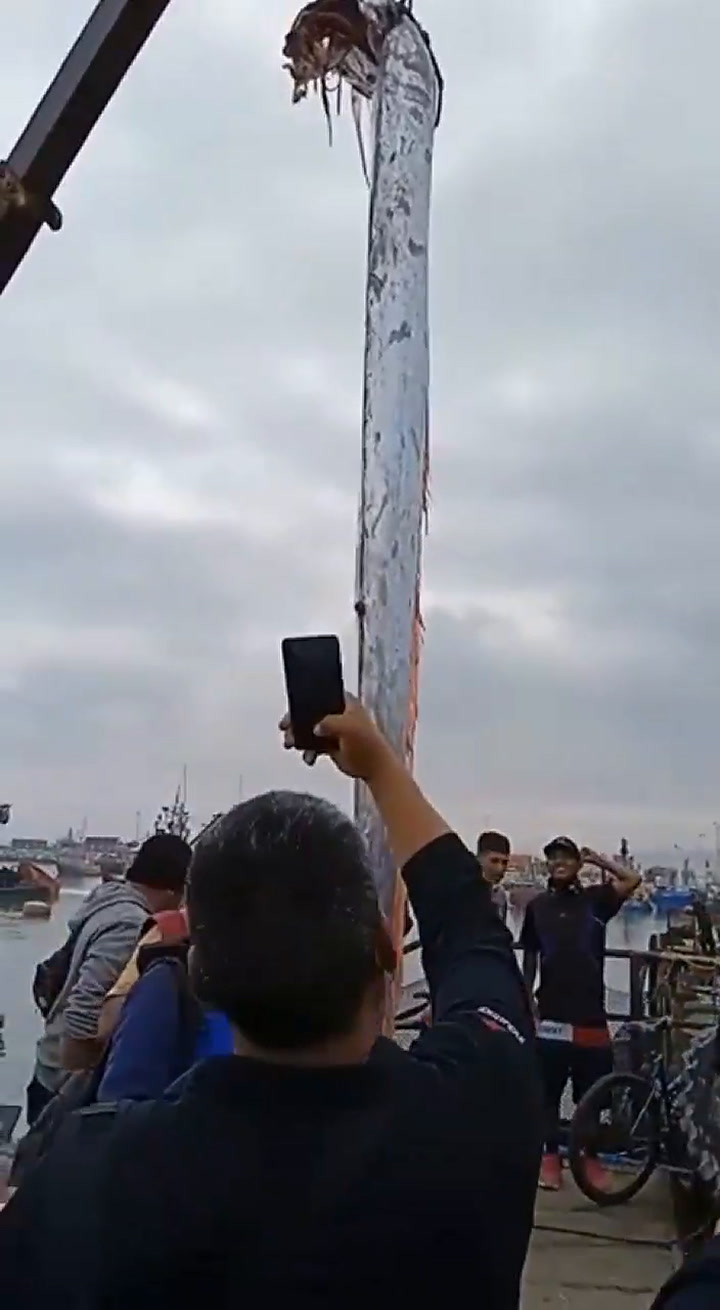 Capturaron un extraño pez de seis metros en las costas de Chile