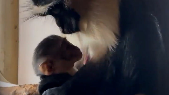 Rare baby monkey born at Yorkshire Wildlife Park plays in mother's fur