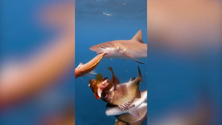 Moment shark tries to steal diver's catch of fish