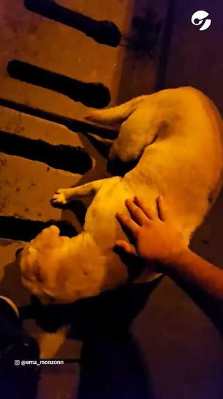 Encontró a un perro asustado en la autopista de Rosario y paró a rescatarlo