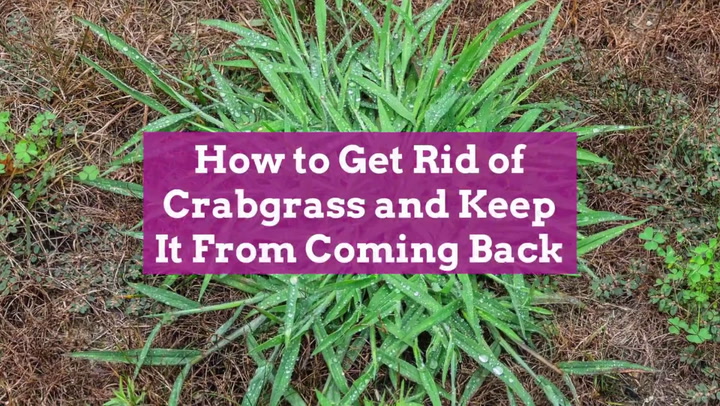 can you kill crabgrass