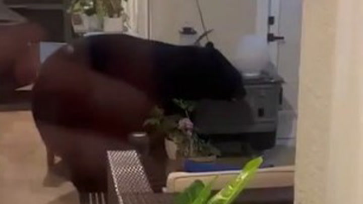 Big bear breaks into Florida home, raids family's fridge