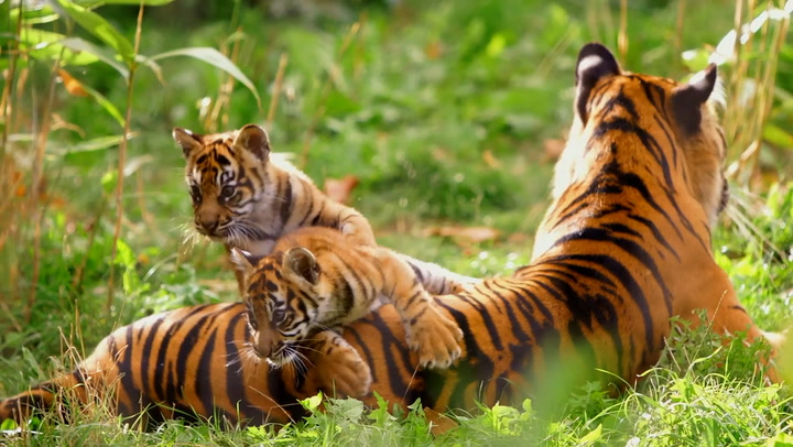 Critically endangered Sumatran tiger cubs have first health check at London Zoo