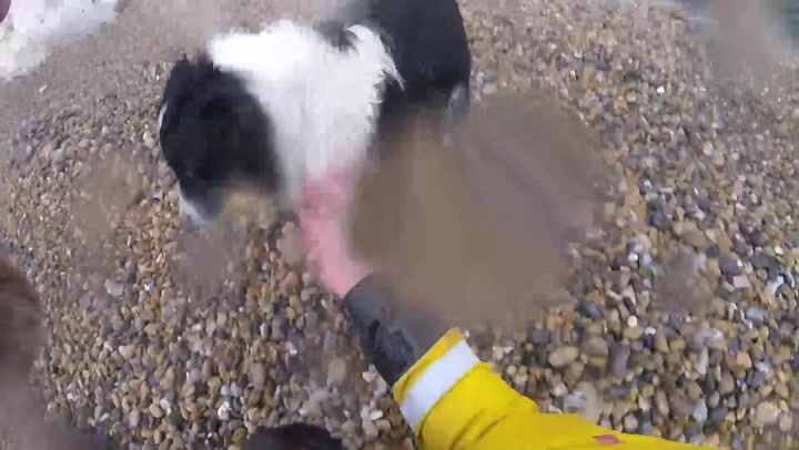 Dog survives terrifying 100ft fall off cliff edge in Sussex