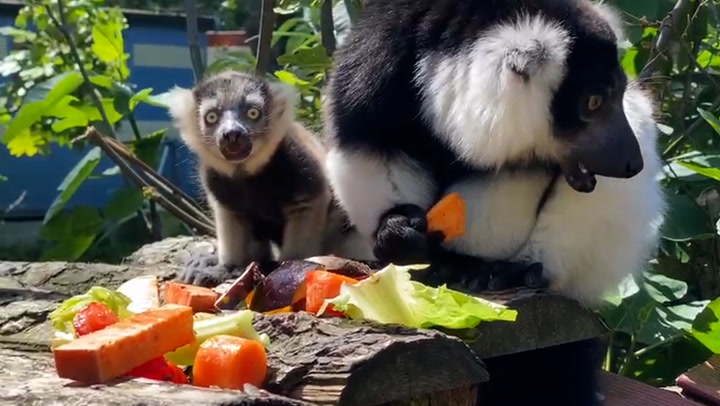 Triple trouble: Three rare lemur pups born at Newquay Zoo