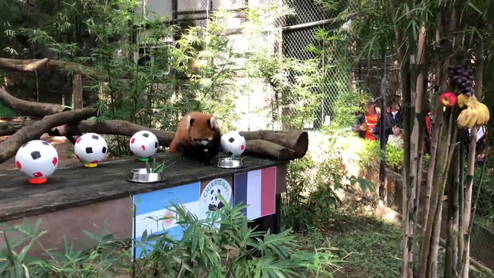 Red panda predicts France will beat Argentina in World Cup final in Qatar