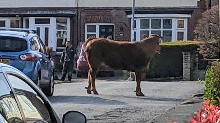 Escaped bull stands near Cheshire primary school moments after charging at parents