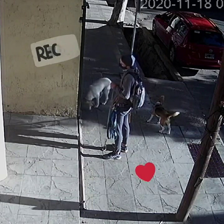 El tierno encuentro de un perro con su paseador - Fuente: TikTok