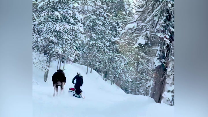 Moment moose falls over while charging at a snowmobile rider