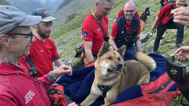 Team of 13 rescuers carry dog down mountain after it 'refused to move'