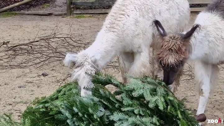 Animals at Swiss zoo munch on unsold Christmas trees in late festive treat