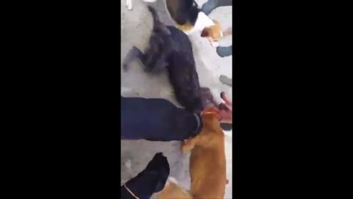 Warning graphic content: Horrifying video shows blood thirsty dogs tear fox  limb from limb in Waterford - Irish Mirror Online