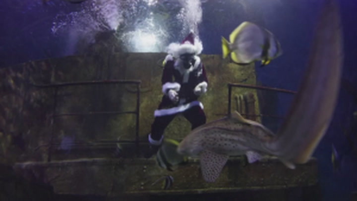'Scuba Claus' makes surprise visit to Malta's National Aquarium