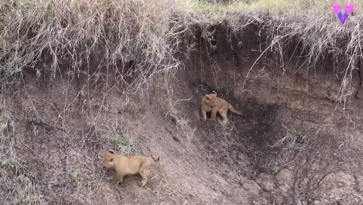 El emotivo momento en que una leona rescata a su cachorro atrapado en un abrevadero