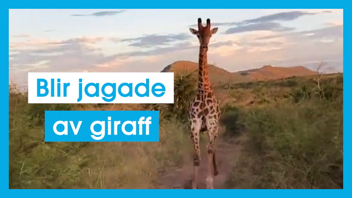 Blir jagade av giraff