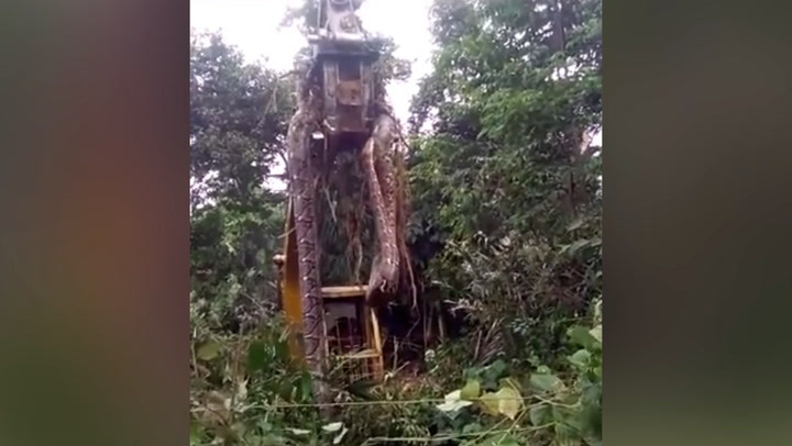 ‘World’s biggest snake’ lifted from rainforest by crane