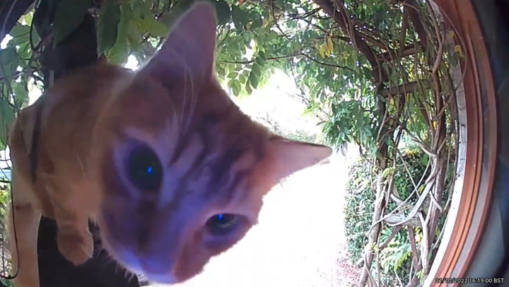 Clever cat caught on video doorbell trying to get back into house