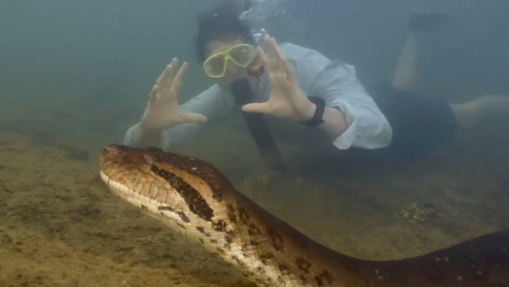 RESEARCHER SWIMS WITH NEW GIANT ANACONDA SPECIES IN THE AMAZON