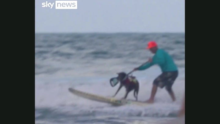 Paddling pups wow crowds at Brazilian dog surfing festival