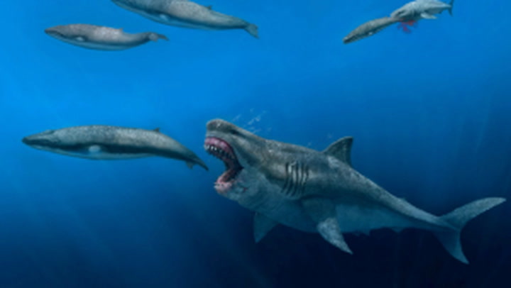 New study suggests ancient megalodon could eat whole wales in a few bites
