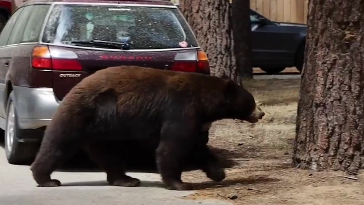 Bears stroll down residential street in California