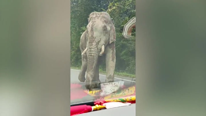 Strolling wild elephant towers over passing cars in Thailand