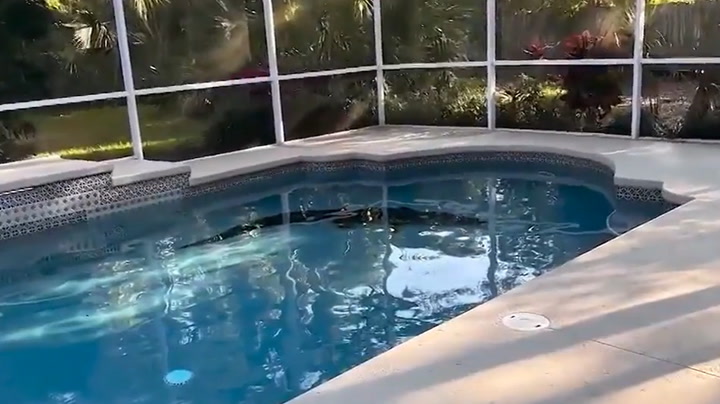 Florida woman wakes up to alligator swimming in her pool