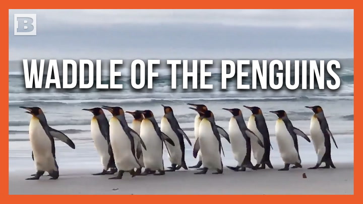 Chill Penguins Minding Their Own Business Waddle Across U.K. Beach