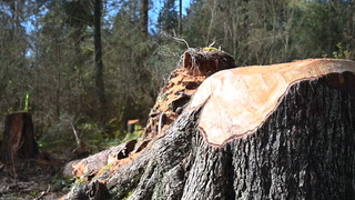 Why are so many trees being cut down in Stanley Park?