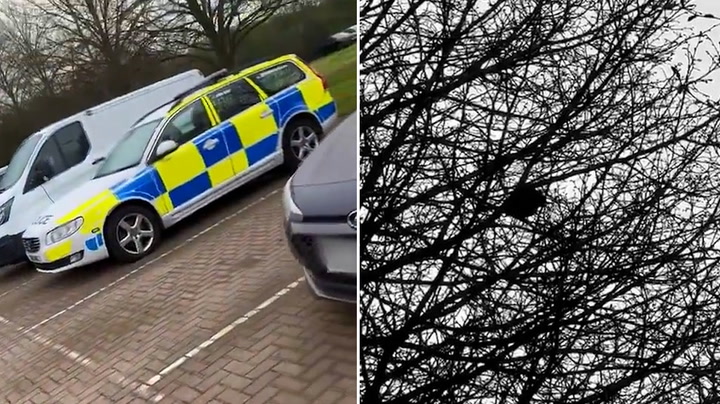 Bird mimics police siren sound as it sits in tree next to police car