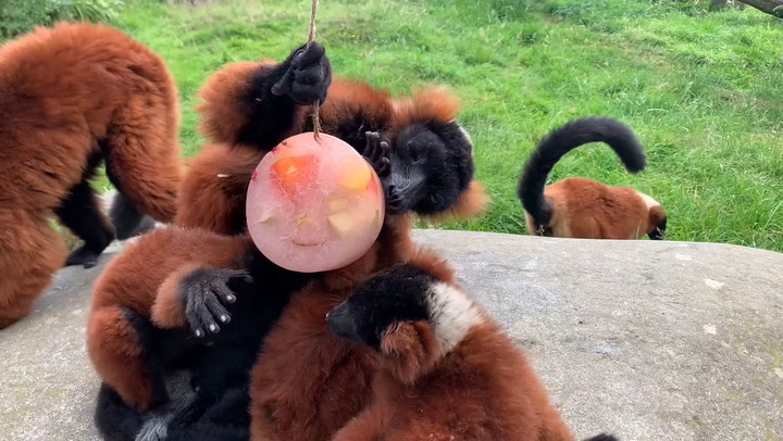Lemurs at safari park enjoy frozen treats as heatwave hits UK