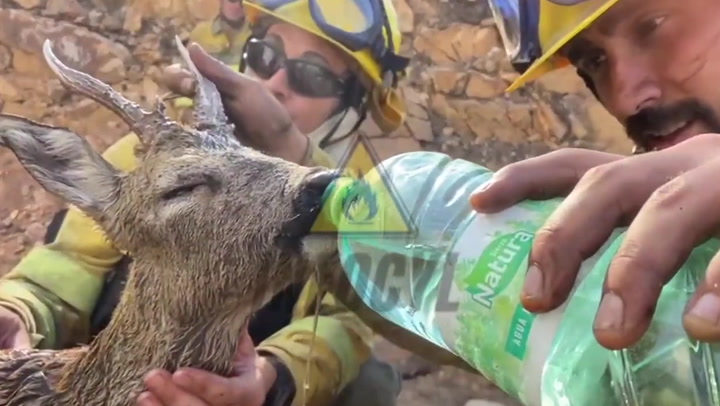 Deer saved by firefighters battling wildfire in Spain