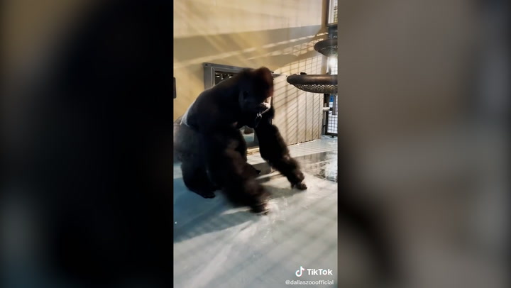 Silverback gorilla shows off his 'breakdancing' moves