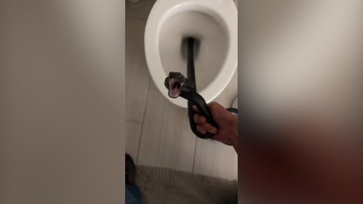 Snake found in Arizona homeowner's toilet