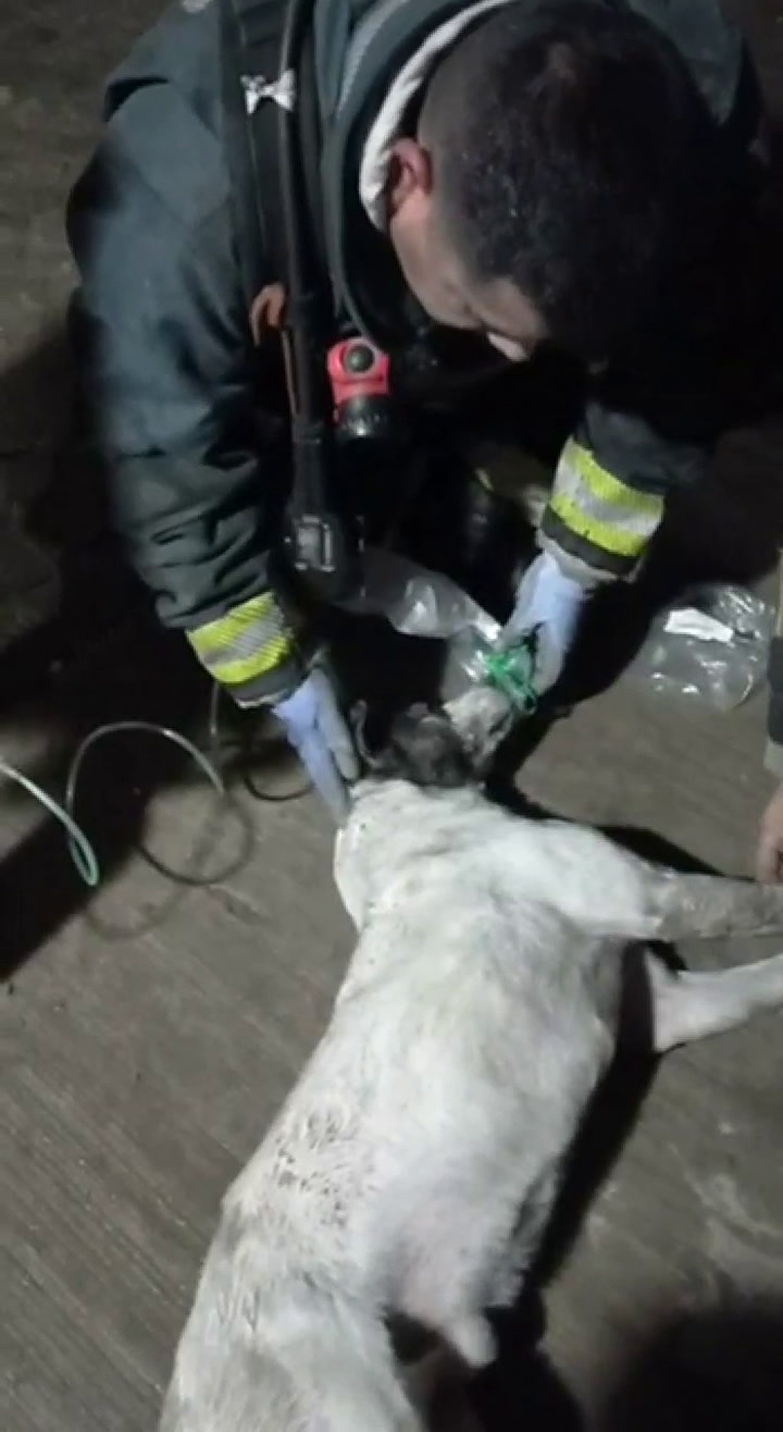 Un perro recibe oxígeno tras ser rescatado de un incendio